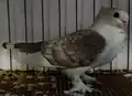 Spot tail