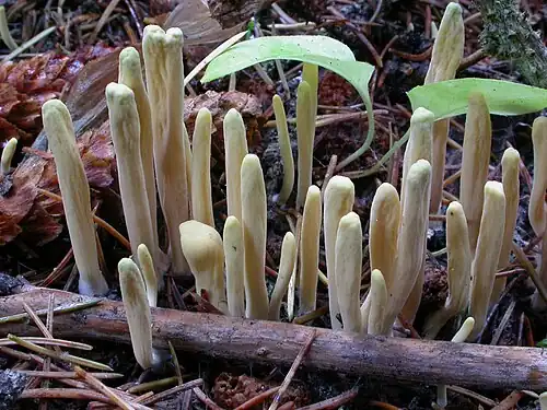 Typical growth habit
