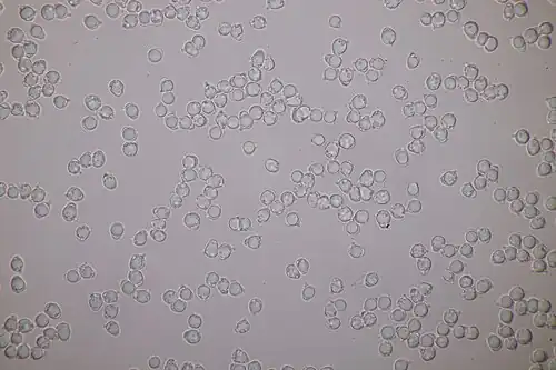 Basidiospores