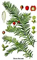 Botanical illustration