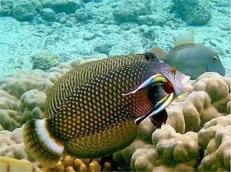 Being attended by Hawaiian cleaner wrasses.