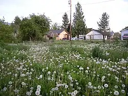 Field of flowers with house in the background in Clear Lake, Washington