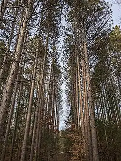 Red Pine trees