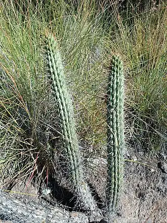 Habitat in Ayacucho, Peru