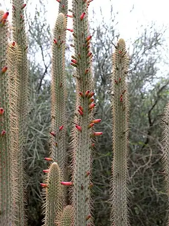 Habitat in San Isidro, Bolivia