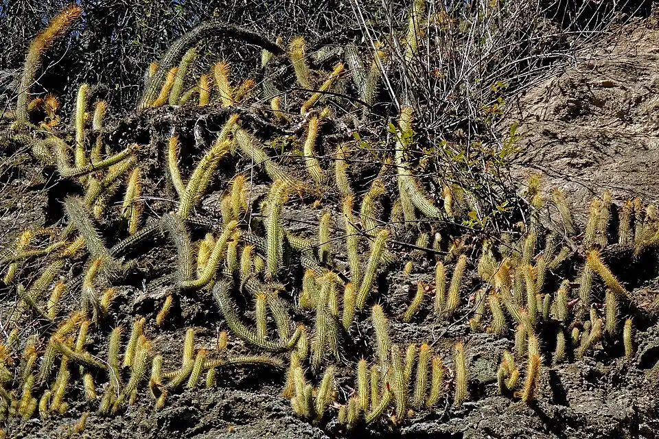 Habitat in La Merced, Catamarca, Argentina