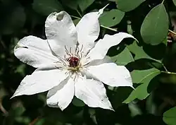 The flower composed of eight sepals