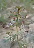 "flowers and foliage"