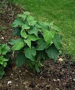 Young plant