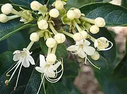 Flowers and buds