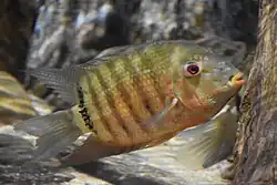 Severum
