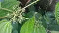 Clidemia hirta fruits