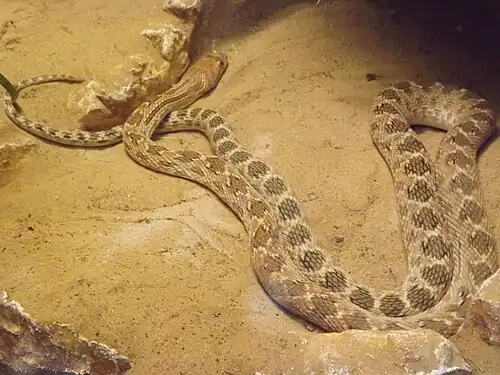 Israeli subspecies, S. d. cliffordi, commonly called Clifford's snake. Jerusalem Biblical Zoo