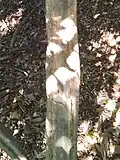 Trunk