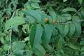 Leaves
