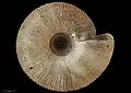 Underside view of holotype