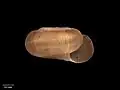 Side view of holotype