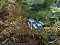Clitocybula azurea