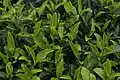 A close-up of tea leaves