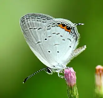 Ventral view