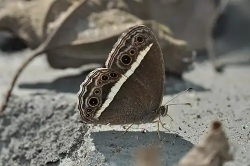 Ventral view