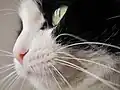 Closeup picture of the vibrissae of a black and white house cat.