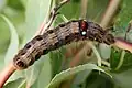 Larva