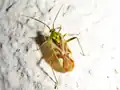 Closterotomus venustus