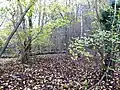 Cloud Wood