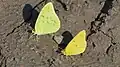 Cloudless sulphur male (left) and orange sulphur male (right)