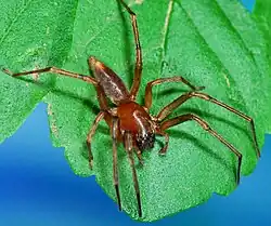 male