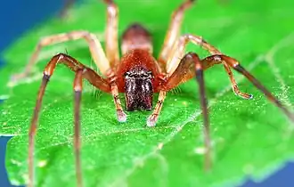 male