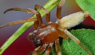 female
