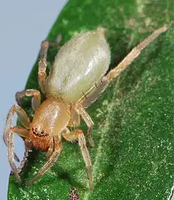 female C. pupillaris