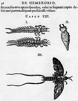 Mayflies drawn by Augerius Clutius[b] in De Hemerobio, 1634