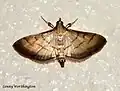 Cnaphalocrocis medinalis