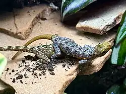 Male And Female Cnemaspis chanthaburiensis