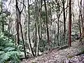 Coachwood rainforest - Ferndale Park