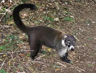 Nasua narica