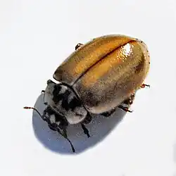 Tan color form