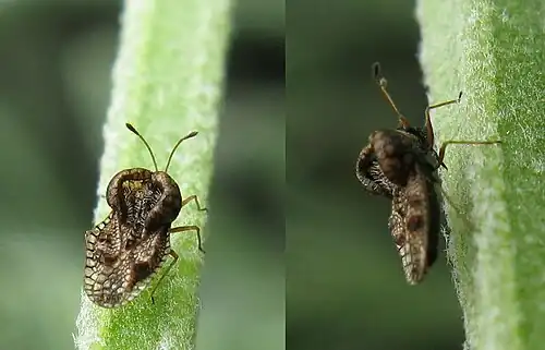 Adult specimen of a small (about 2 mm) species of lace bug on Lavandula Cape Town in South Africa: Left, dorsal view; right, lateral view, showing proboscis and dorsal protuberances