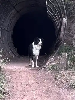 A tunnel entrance that is prtected from rockfakk by a cast iron cage with a Border Collie standing to add scale