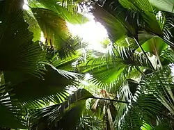 Coco de mer
