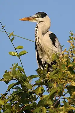 In the Pantanal, Brazil