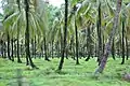 Coconut grove on Wakenaam Island, Essequibo River