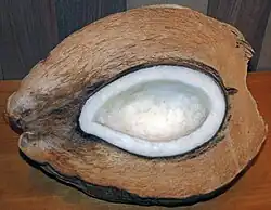 The niu kafa form of wild and Indo-Atlantic coconuts, possibly selected for more coir for houses and boats