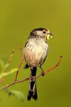 Long-tailed tit, near Villalvernia, Alessandria, Piedmont