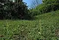 Dactylorhiza viridis Habitat