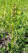 Dactylorhiza viridis Habitus