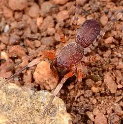 juvenile C. tropicalis